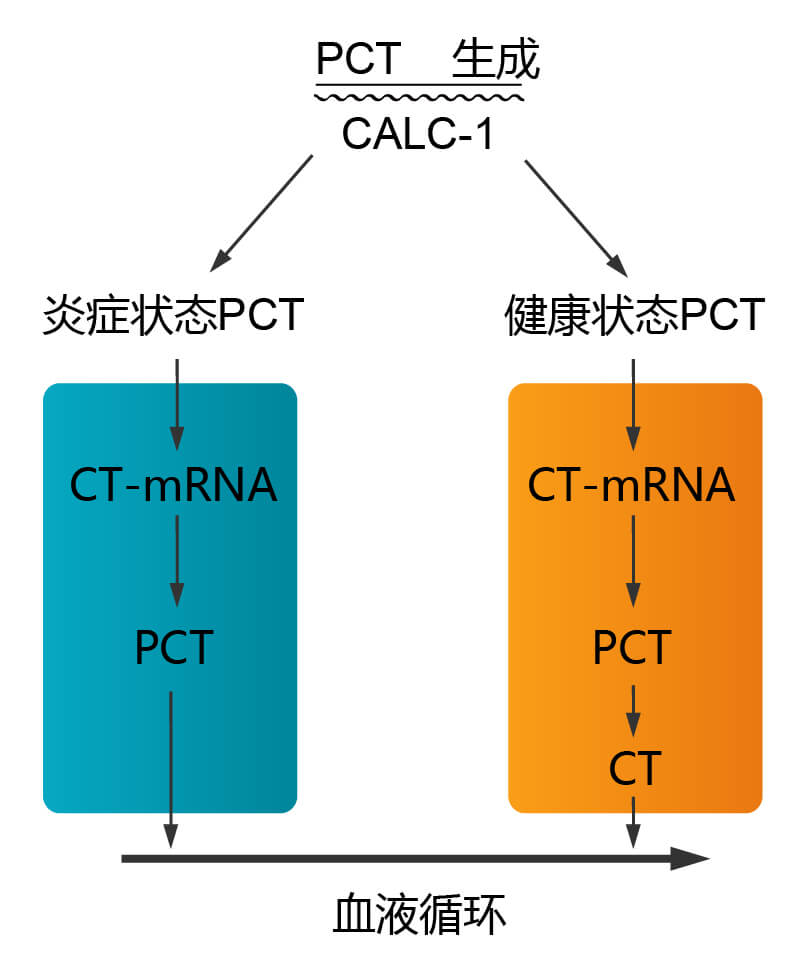 降鈣素原(PCT)在炎癥與非炎癥體內(nèi)的變化 降鈣素原(PCT)在炎癥與非炎癥體內(nèi)的變化