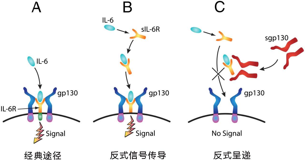 IL-6信號傳導(dǎo)的三種通路