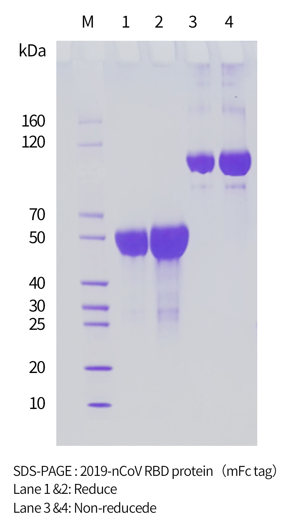 2019-nCoV RBD protein（mFc tag）的膠圖