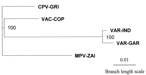 MPV、VAR、CPV、VAC末端可變基因組序列系統(tǒng)發(fā)育樹分析