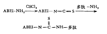 硫氰酸酯衍生物法 硫氰酸酯衍生物法