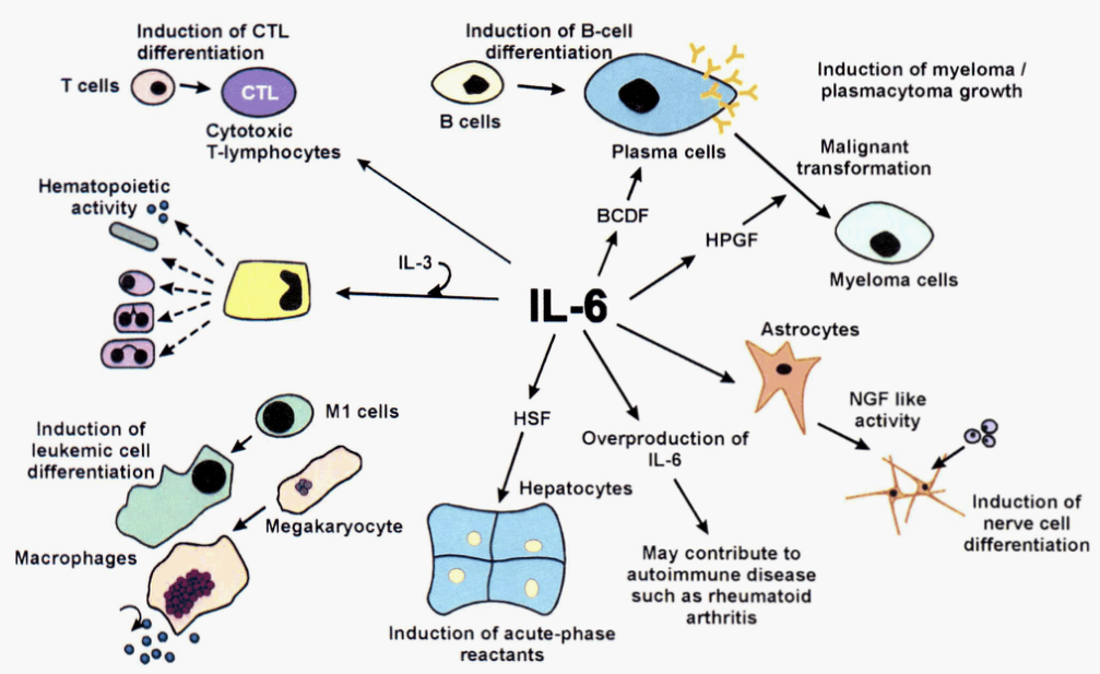 IL-6信號轉(zhuǎn)導(dǎo)