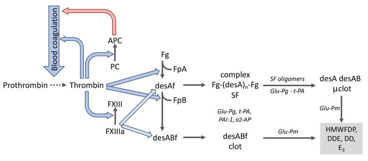 凝血激活、纖溶及蛋白C系統(tǒng)中的分子相互作用