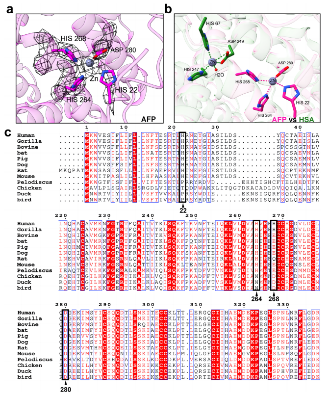 AFP金屬離子結(jié)合位點(diǎn)分析