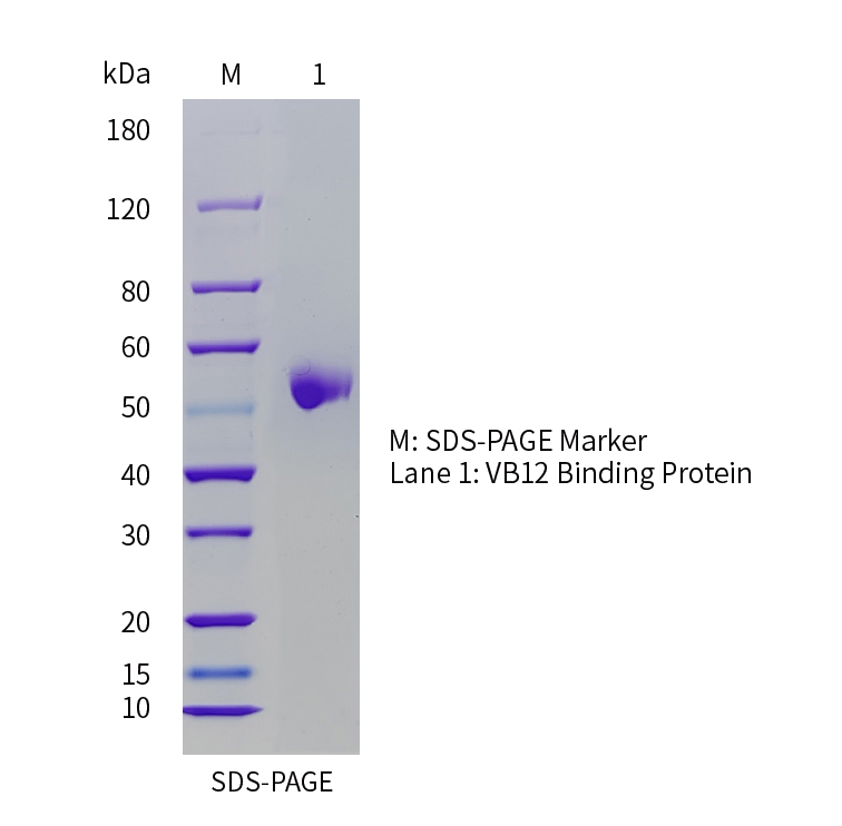 C1716-SDS-PAGE C1716-SDS-PAGE
